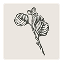 Alder & Ash Interiors logo