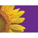 PRO-DEVELOPMENT (UK) LIMITED logo